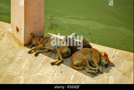 RAJASTHAN INDIEN PUSHKAR SEE UND DREI HUNDE SCHLAFEN IM SCHATTEN EINER SÄULE Stockfoto