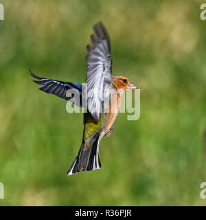 Buchfink im Flug Stockfoto