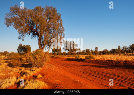 Die rote Wüste Track mit Desert Oaks im Zentrum von Australien. Stockfoto