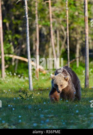 Junge europäische Braunbär (Ursus arctos) zu Fuß auf einen Sumpf in Nord-ost Finnland am Ende des Juni 2018 im Abendlicht. Stockfoto