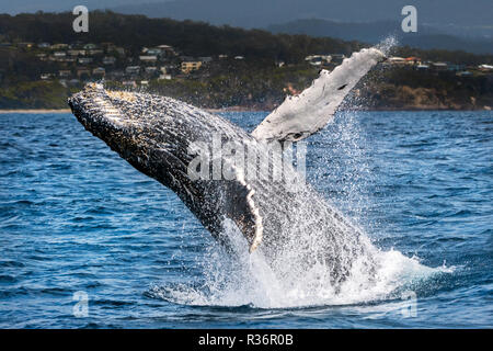 Buckelwal Verletzung an der Ostküste Australiens. Stockfoto