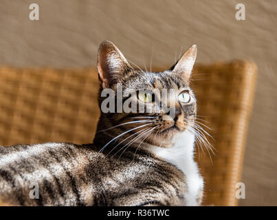 Sonnenstrahlen auf Cat entspannend Stockfoto