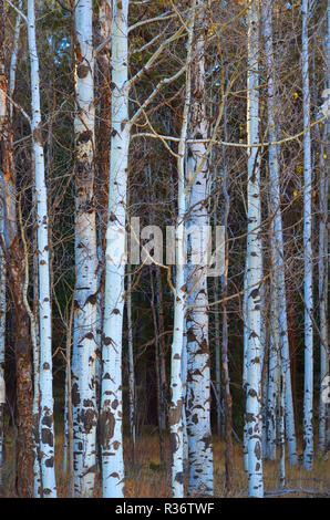 Espe Wald in Durango, CO, USA Stockfoto