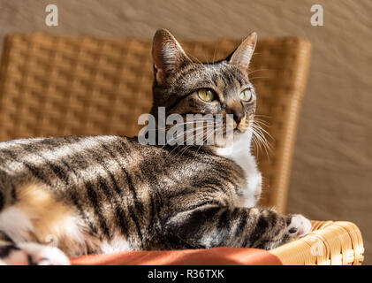 Sonnenstrahlen auf Cat entspannend Stockfoto
