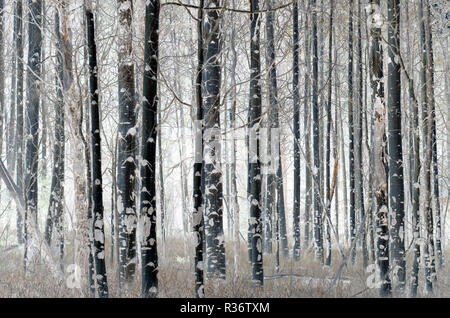 Espe Wald in Durango, CO, USA Stockfoto