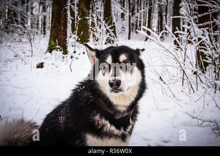 Alaskan Malamute Hund sitzen im Winter Wald Stockfoto