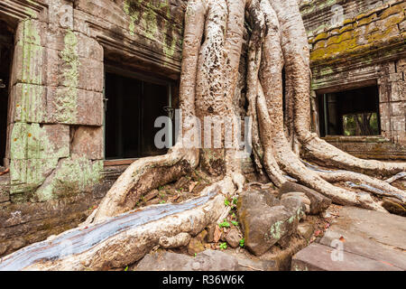 Ta Prohm oder Prasat Taprohm ist der Tempel in Angkor in Siem Reap in Kambodscha Stockfoto