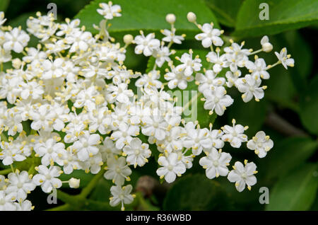 Elder Stockfoto