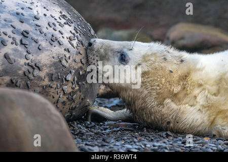 Grau SEAL Pup (Halichoerus grypus) Beschickung von der Mutter Stockfoto