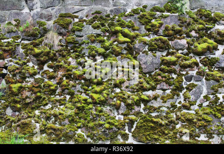 Eine Steinmauer mit künstlerischen Adern, über das Moos wächst. Stockfoto