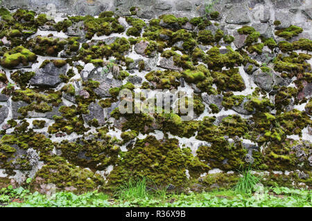 Eine Steinmauer mit künstlerischen Adern, über das Moos wächst. Viele Pflastersteine geklebt mit Zement. Karelien. Stockfoto