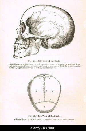 Seitenansicht und Draufsicht eines menschlichen Schädels. Abbildung aus dem 19. Jahrhundert. Stockfoto