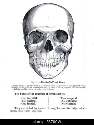 Menschlicher Schädel, Vorderansicht. Abbildung aus dem 19. Jahrhundert. Stockfoto