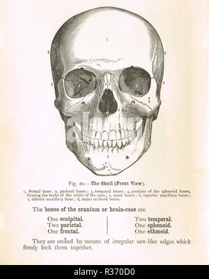 Menschlicher Schädel, Vorderansicht. Abbildung aus dem 19. Jahrhundert. Stockfoto