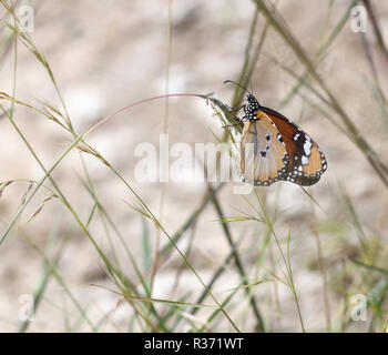 Ein sehr variabler weiblicher Diadem-Schmetterling (Hypolimnas misippus) sieht aus wie eine andere giftige Schmetterlingsart. Queen Elizabeth National Par Stockfoto