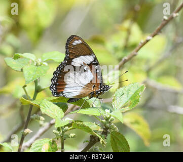 A male common diadem butterfly (Hypolimnas misippus) looks like another poisonous species of butterfly. Queen Elizabeth National Park, Uganda. Stock Photo