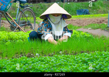 Vietnamesische Frau sitzend das Einpflanzen von Pflanzgut unter anderen Kulturen in ihrem Land Market Garden im Küstengebiet von Nord Vietnam Stockfoto