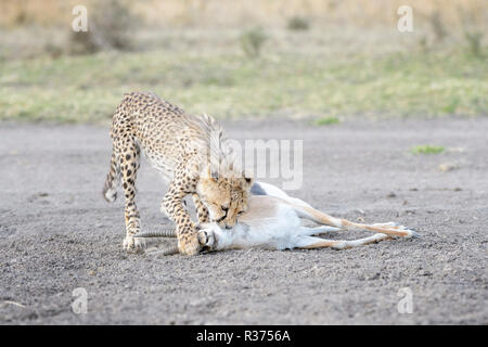 Gepard (Acinonyx jubatus) Cub üben Tötung Griff auf einer Gerade getötet Thomson's Gazelle (Gazella thomsoni), Ngorongoro Conservation Area, Tansania. Stockfoto