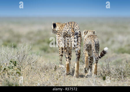 Gepard (Acinonyx jubatus) Mutter mit Jungtier zu Fuß auf der Savanna von hinten gesehen, Ngorongoro Conservation Area, Tansania. Stockfoto