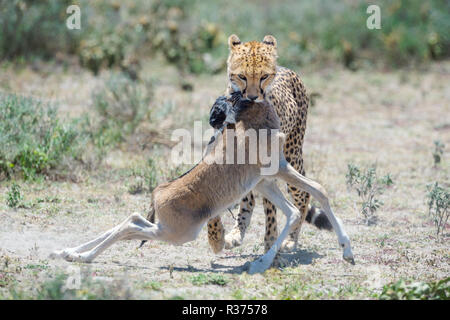 Gepard (Acinonyx jubatus) wandern mit einem gerade getötet Gnus (connochaetes Taurinus) Kalb in Mund, Ngorongoro Conservation Area, Tansania. Stockfoto