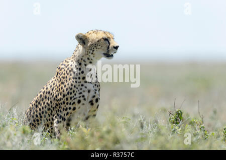 Gepard (Acinonyx jubatus) sitzen auf Savanne, auf der Suche nach Beute, Ngorongoro Conservation Area, Tansania. Stockfoto