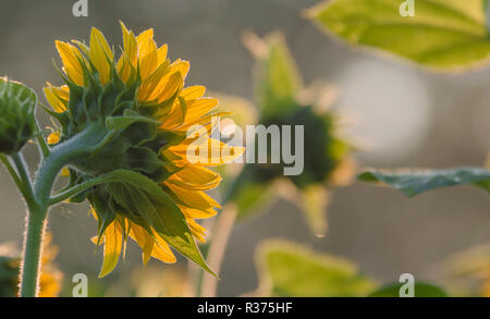 Sonnenblumen im warmen Sonnenlicht in den frühen Morgenstunden Stockfoto