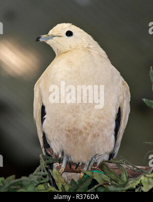 Pied Imperial Pigeon (Ducula bicolor) Stockfoto