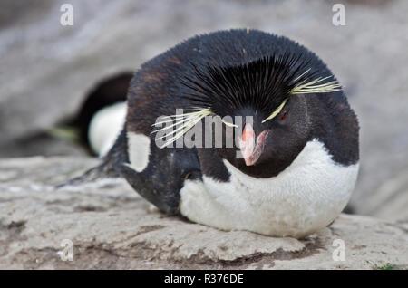 Südlichen Felsenpinguin (Eudyptes Chrysocome), West Point Island, Falkland-Inseln Stockfoto