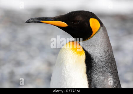 Nahaufnahme einer Königspinguin in Salisbury Plain auf South Georgia in der Antarktis Stockfoto