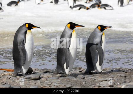 Drei Königspinguine zu Fuß in einer Reihe auf Salisbury Plain auf South Georgia in der Antarktis Stockfoto