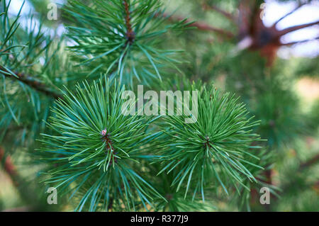 Zweigniederlassungen von grünen Pinien hautnah. Fichte Nadeln. Hintergrund von Weihnachten Baum verzweigt. Stockfoto