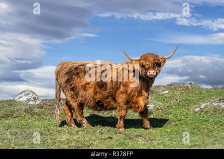 Highland-Kuh (Bos Taurus) Porträt in den schottischen Highlands, Schottland, UK Stockfoto