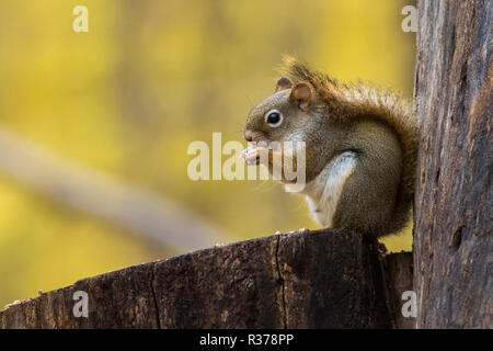 Amerikanische rote Eichhörnchen (Tamiasciurus hudsonicus) Stockfoto