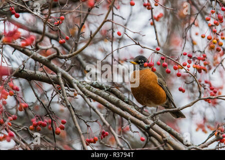 Robin im Herbst Stockfoto