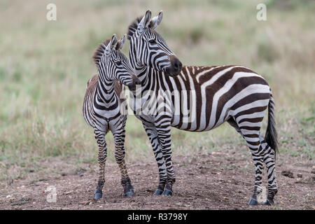 Mutter & Jungen gemeinsamen Zebra (Equus quagga burchelli) in Kenia Stockfoto