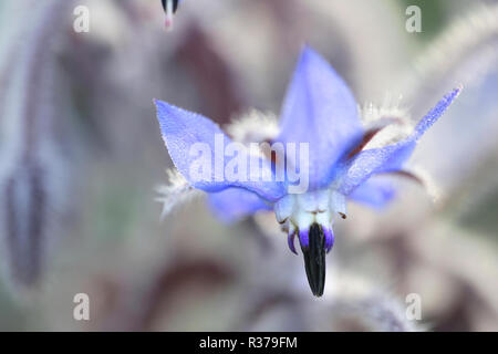 Borretsch, Borago officinalis, auch als starflower bekannt Stockfoto