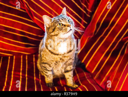 Golden Brown Striped pet-tabby Katze sitzt auf und ist umgeben von einem roten Samt gestreiften Kissen mit Gold und dunklem Rot Gestreift. Er ist auf der Suche nach oben und Stockfoto