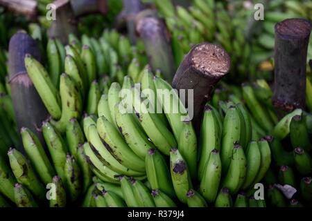 Frisch geerntete rohe grüne Bananen auf einem Bauernmarkt in Kolumbien, Südamerika Stockfoto