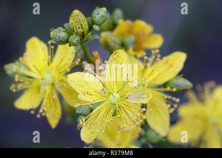 Hypericum maculatum, gemeinhin als Imperforate St John's - Johanniskraut bekannt oder gefleckt St. Johnswort, eine traditionelle Heilpflanze Stockfoto