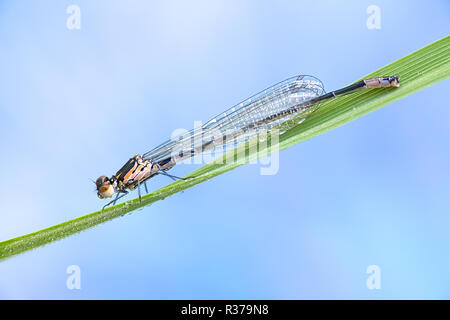 Variable damselfly oder Coenagrion pulchellum bluet, Stockfoto