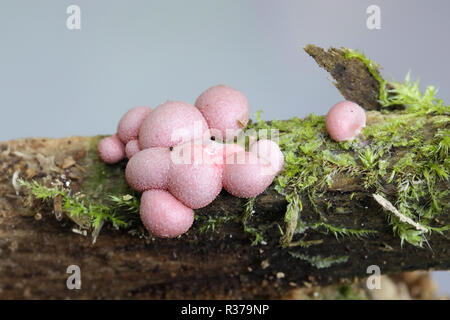 Wolf's Milch oder von gröning Schleim, Lycogala epidendrum Stockfoto