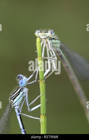 Blau featherleg, auch "white-legged damselfly, Platycnemis pennipes Stockfoto