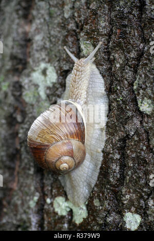 Roman oder Weinbergschnecken, essbare Escargot, Helix pomatia Stockfoto