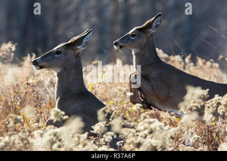 Zwei weiße Hirsche tailed läuft Stockfoto