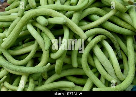 Indische armenische Gurken, frisch geerntete, lokal angebaute rohe grüne Gurken oder Cucumis melo var. flexuosus auf einem Bauernmarkt in Indien Stockfoto