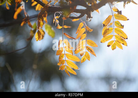 Goldener Herbst Blätter eines Mountain Ash in der Hintergrundbeleuchtung, blauer Hintergrund mit Kopie Raum, ausgewählte konzentrieren, enge Tiefenschärfe Stockfoto