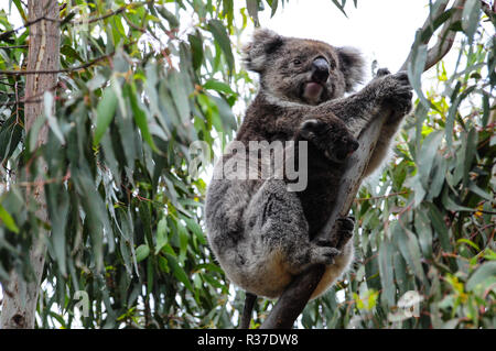 Koala Bär Mutter mit niedlichen Baby Joey in Eukalyptusbaum, Kangaroo Island, South Australia, 7. November 2016 Stockfoto