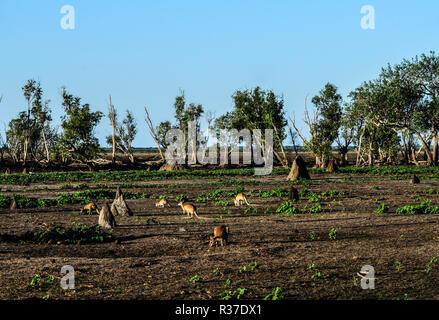 Termitenhügel auf Wiese mit einer Gruppe von wallabies bei Sonnenuntergang, Bamurru Plains in der Nähe von Northern Territory, Australien, 14. Oktober 2016 Stockfoto