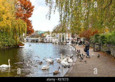 Themse, Windsor, England - NOVEMBER 2018: Malerische Aussicht auf eine Person Fütterung Schwäne und Gänse am Ufer der Themse in der Nähe von Windsor. Stockfoto