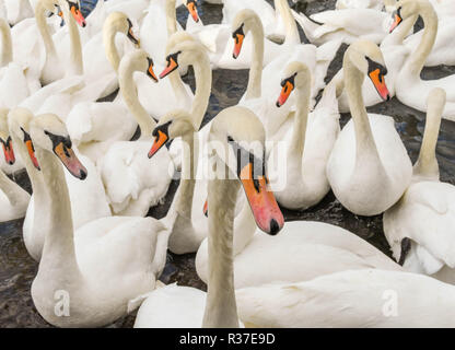 Herde von weißen Schwänen Stockfoto